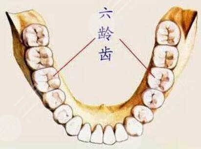 六龄齿是什么意思